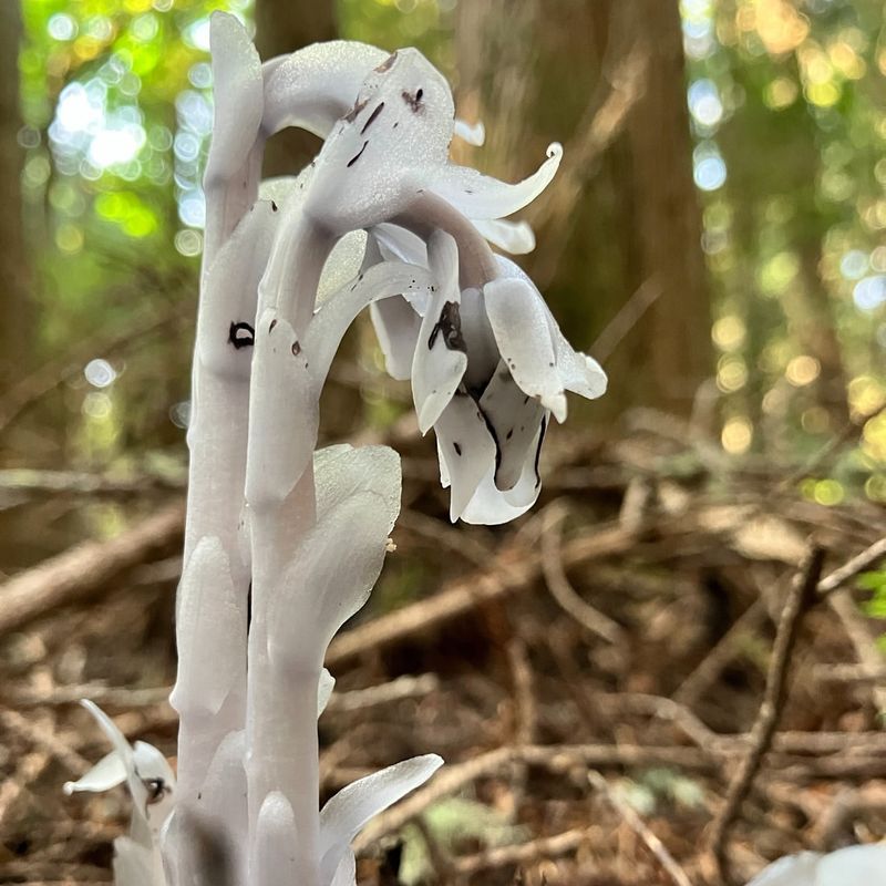 Ghost Plant