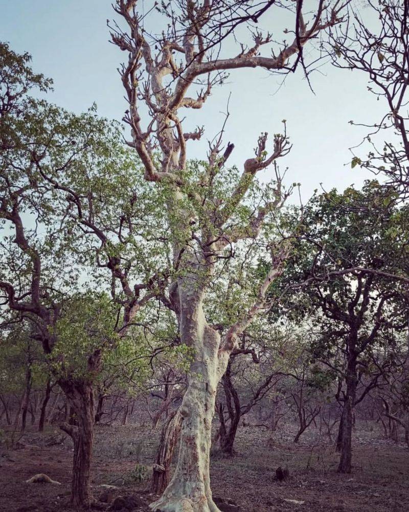 Ghost Tree