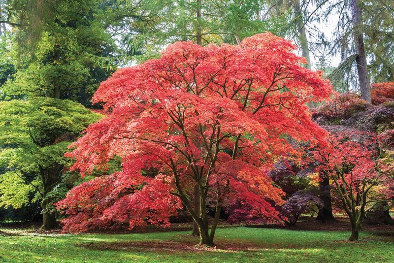 Japanese Maple (large varieties)