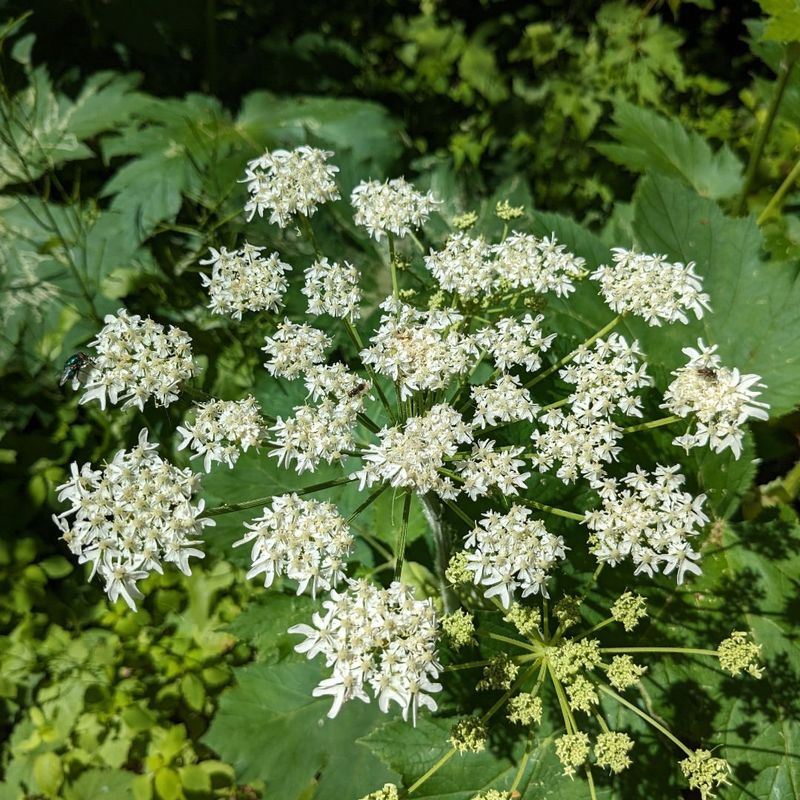 Giant Hogweed