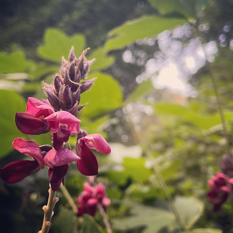 Kudzu