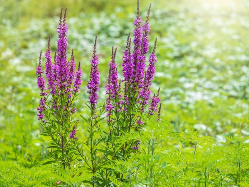 Purple Loosestrife