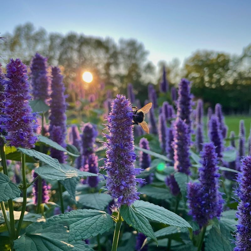 Giant Hyssop