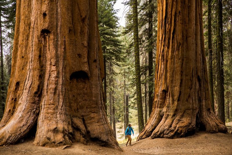 Giant Sequoia