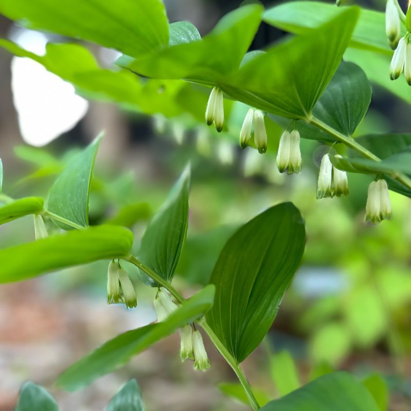 Giant Solomon's Seal