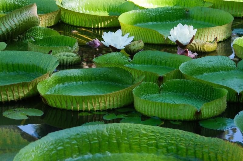 Giant Water Lily