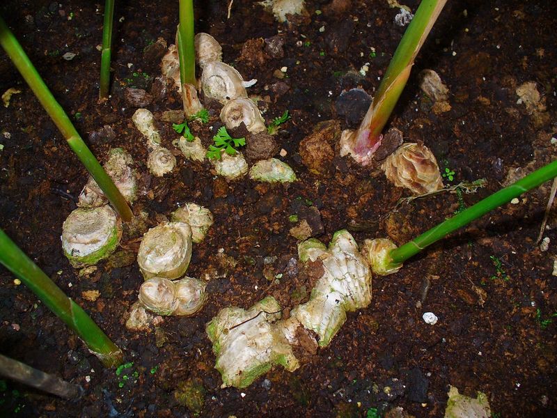 Ginger Plant's Lifecycle