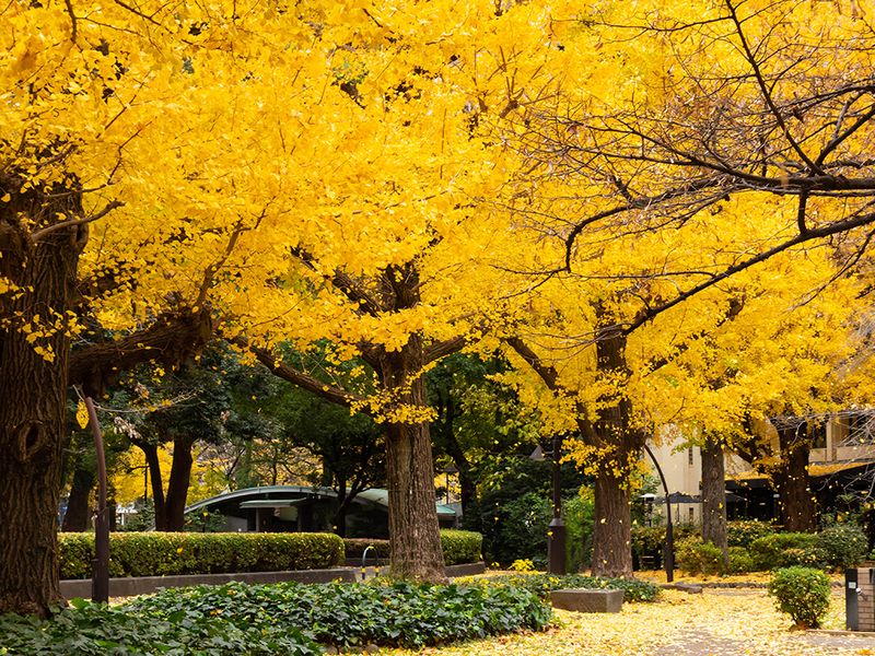 Ginkgo Biloba