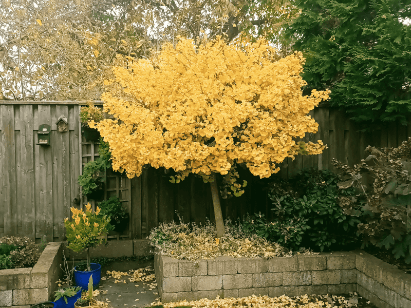 Ginkgo Biloba