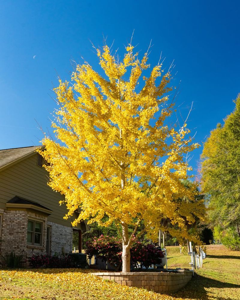 Ginkgo Tree