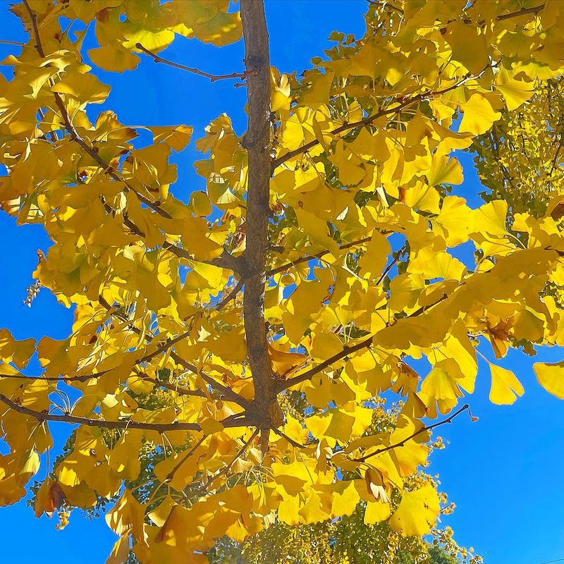 Ginkgo Trees