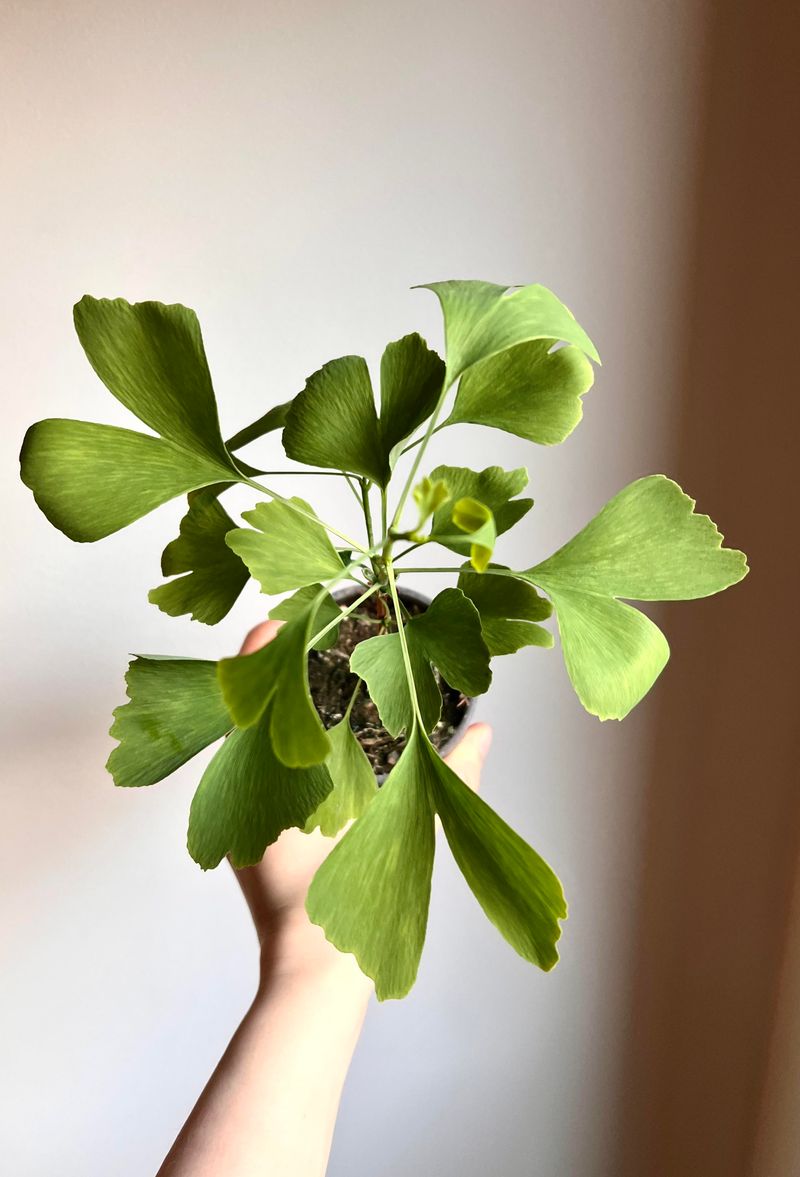 Ginkgo