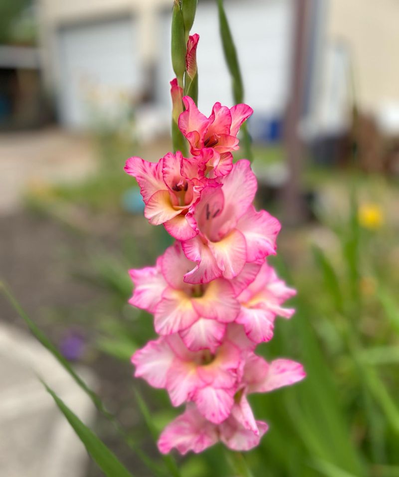 Gladiolus