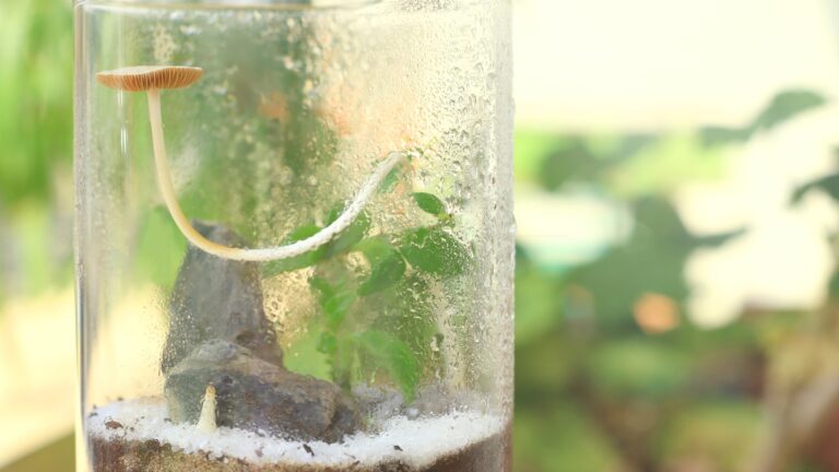seedling in a glass jar