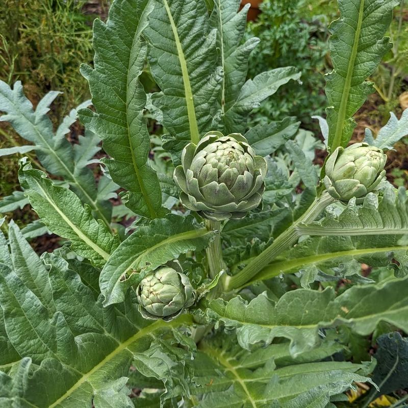 Globe Artichoke