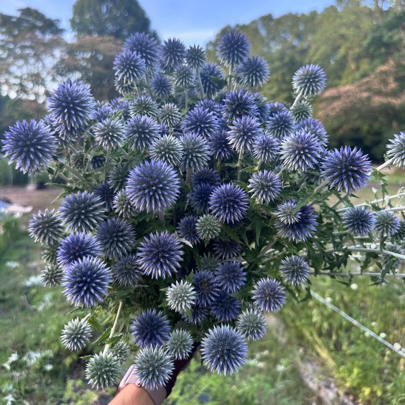 Globe Thistle