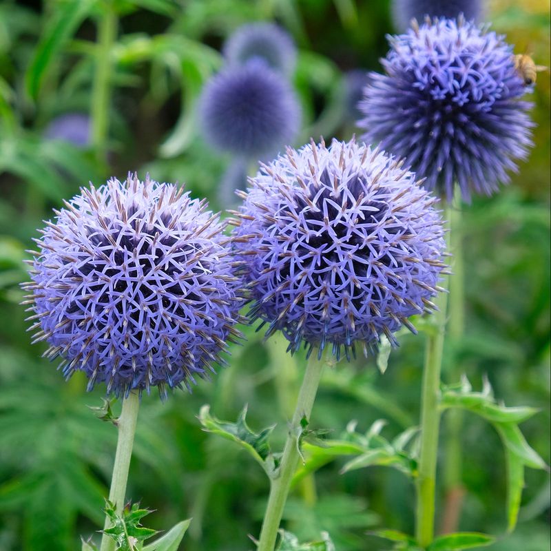 Globe Thistle