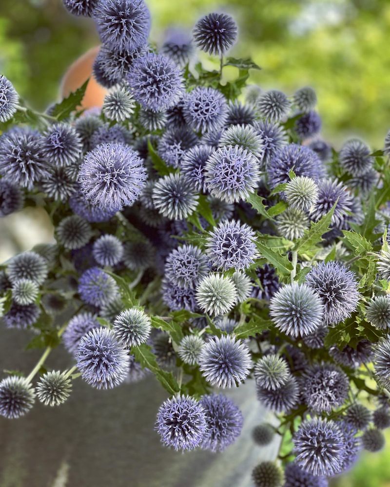 Globe Thistle (Echinops)