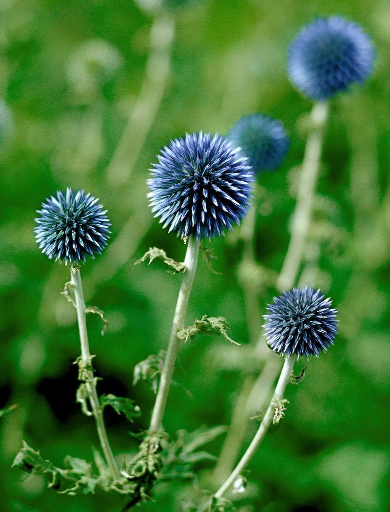 Globe Thistle