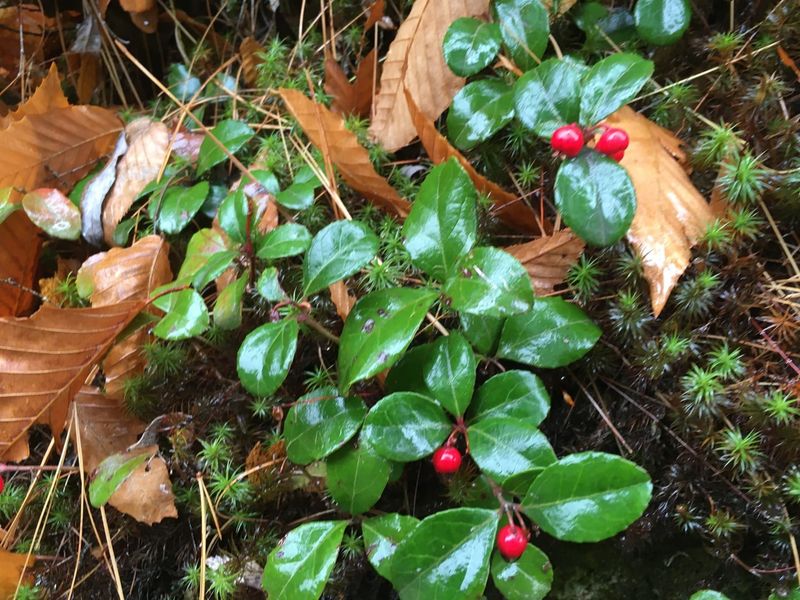 Glossy Leaves