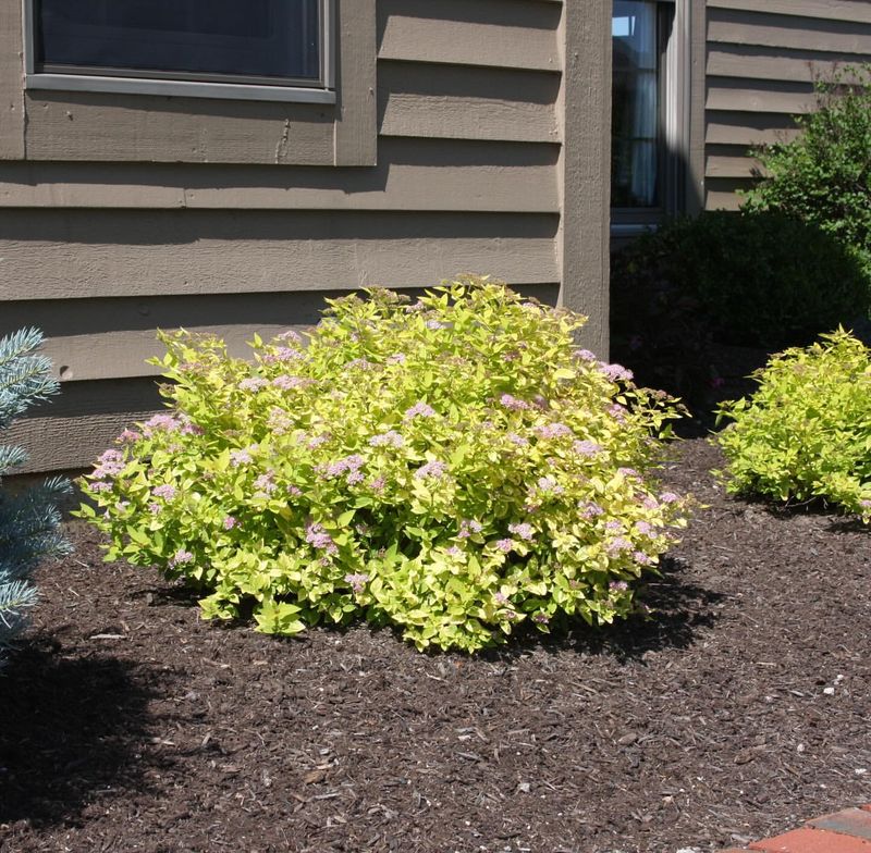 Gold Mound Spirea