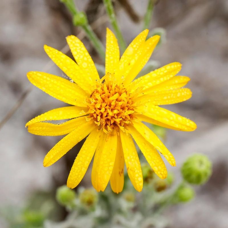 Golden Aster