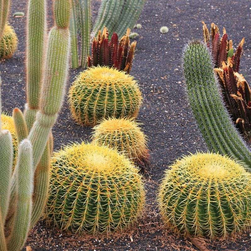 Golden Ball Cactus