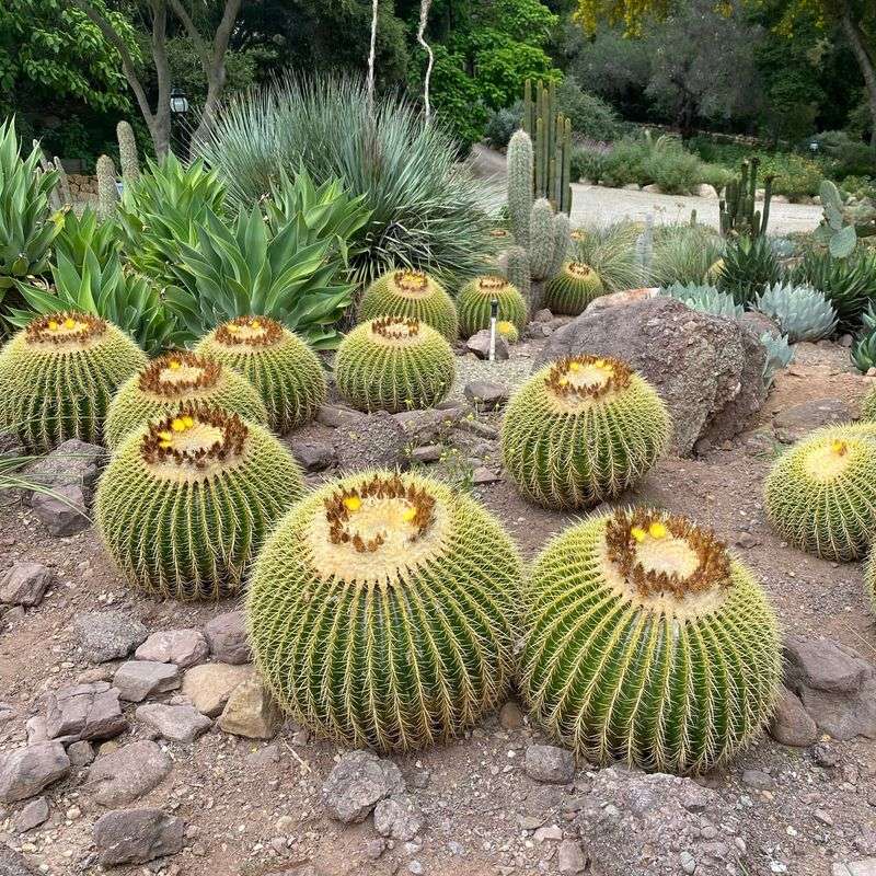 Golden Barrel Cactus