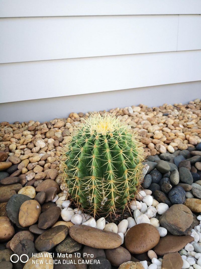 Golden Barrel Cactus