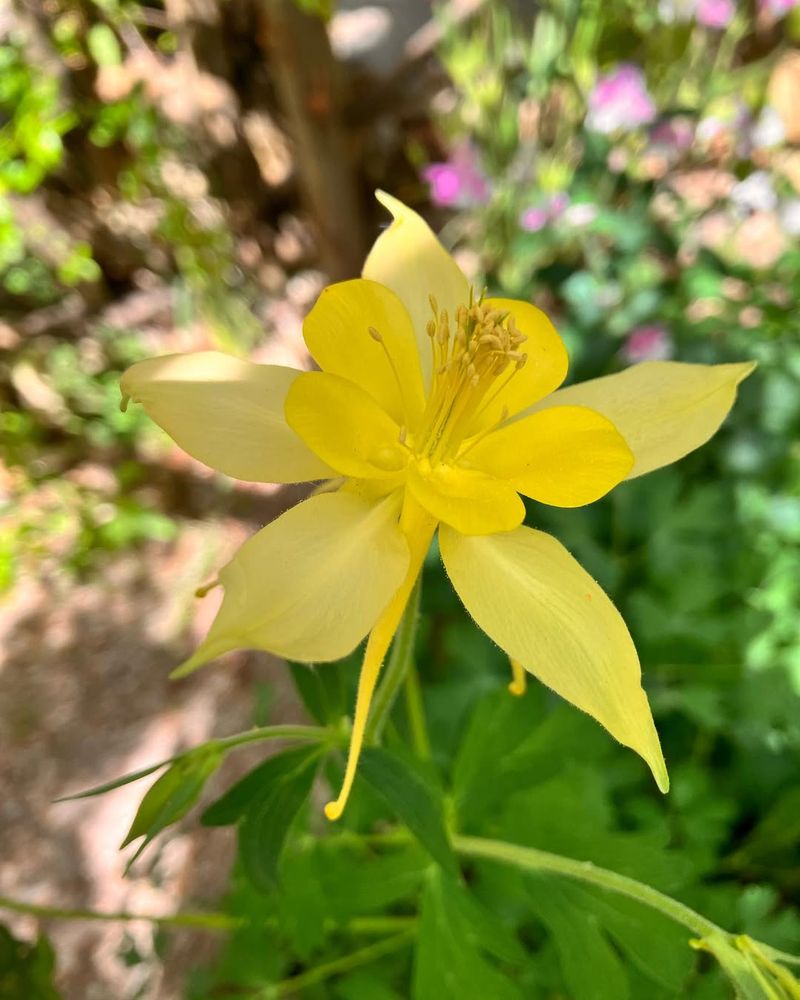 Golden Columbine