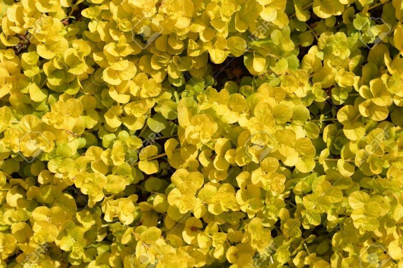 Golden Creeping Jenny