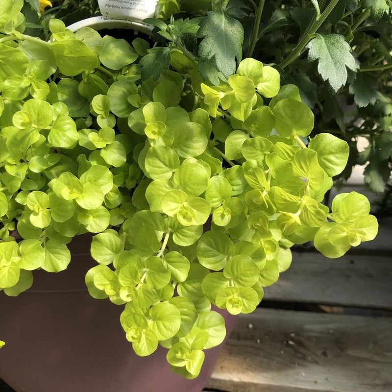 Golden Creeping Jenny