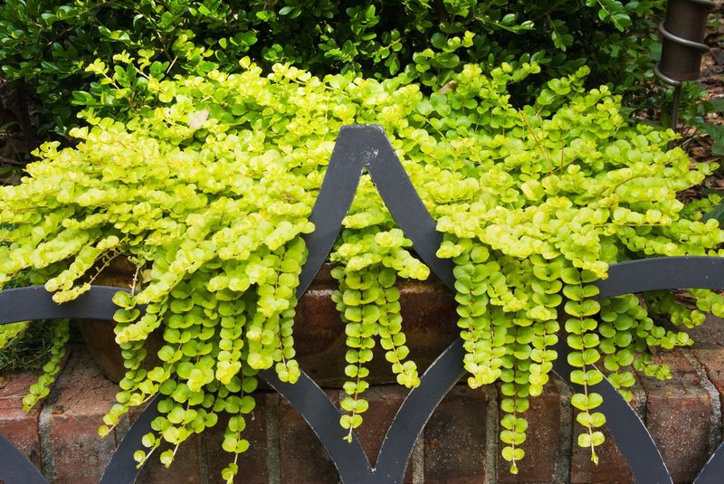 Golden Creeping Jenny