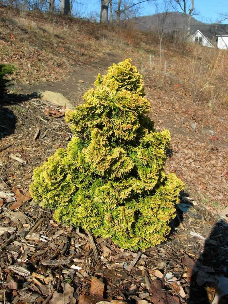 Golden Dwarf Hinoki Cypress