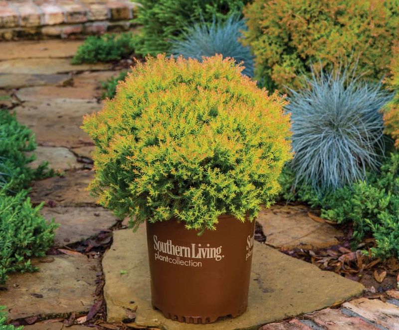 Golden Globe Arborvitae