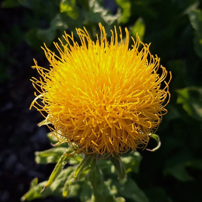 Golden Globe Thistle