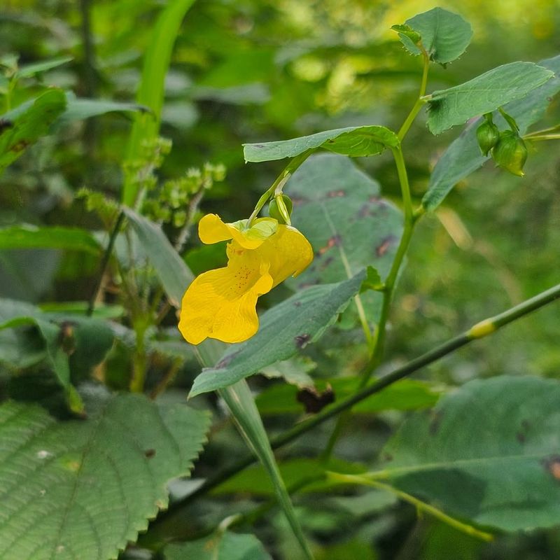 Golden Jewelweed