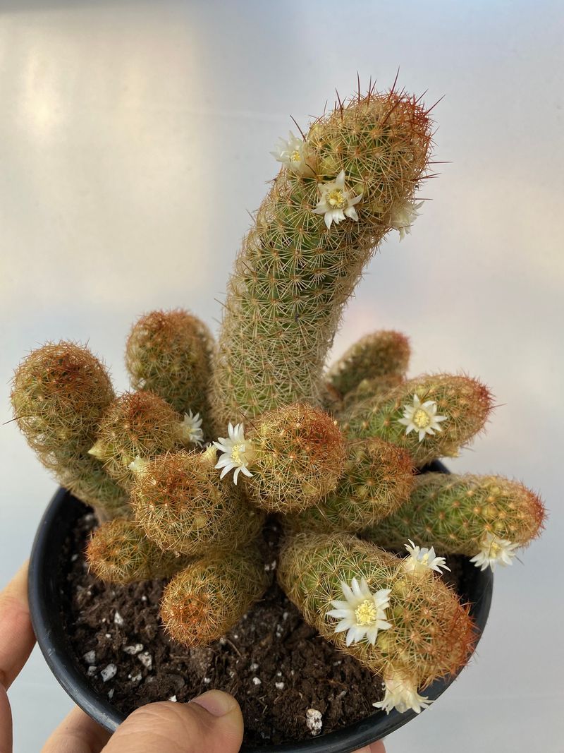 Golden Lace Cactus