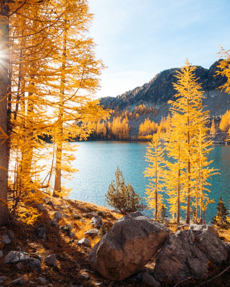 Golden Larch