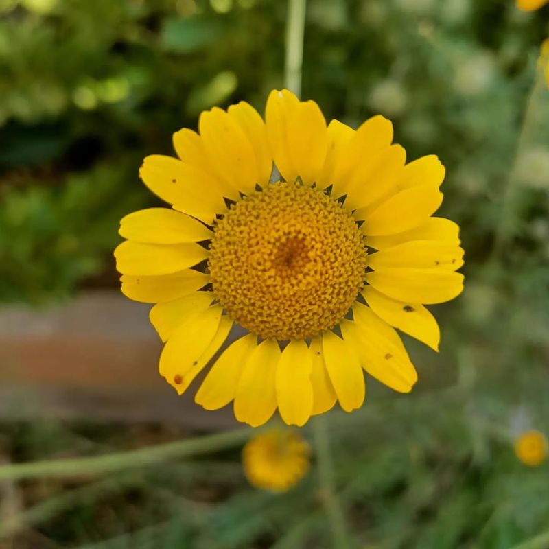 Golden Marguerite