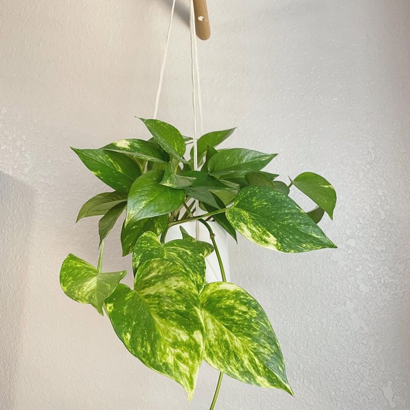 Golden Pothos