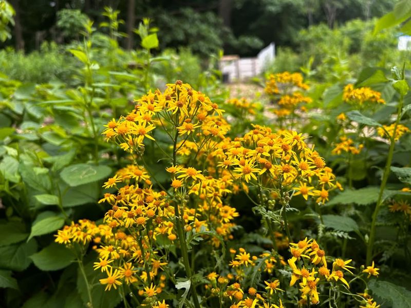 Golden Ragwort