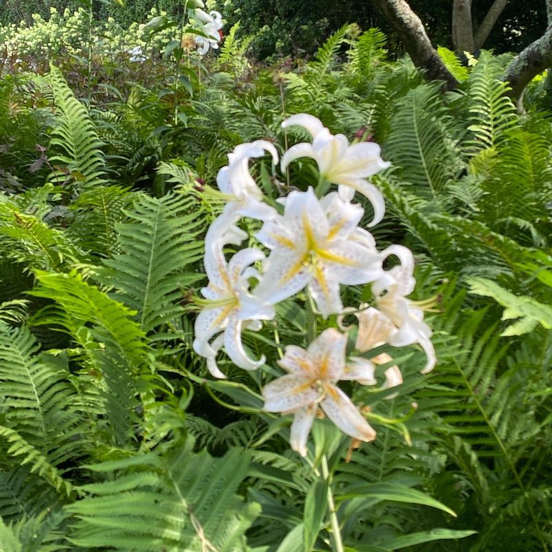 Golden-Rayed Lily