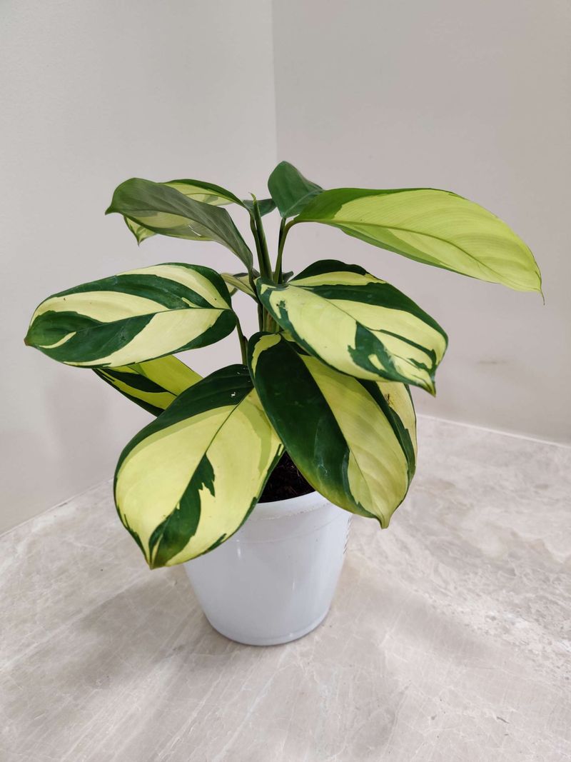 Golden Vein Calathea