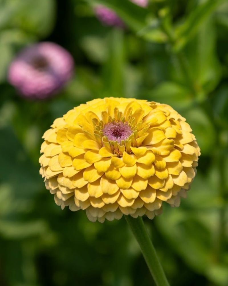 Golden Zinnia