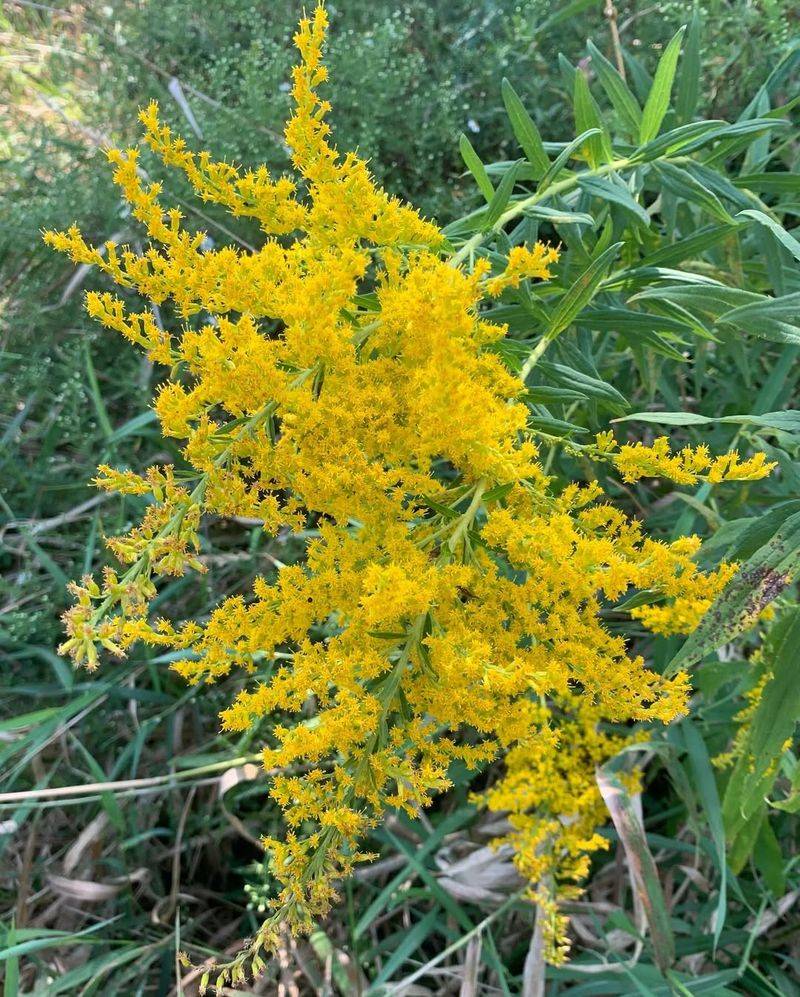 Goldenrod