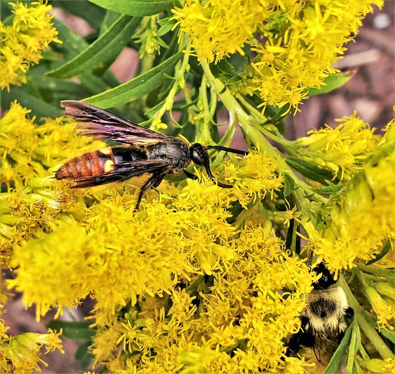 Goldenrod