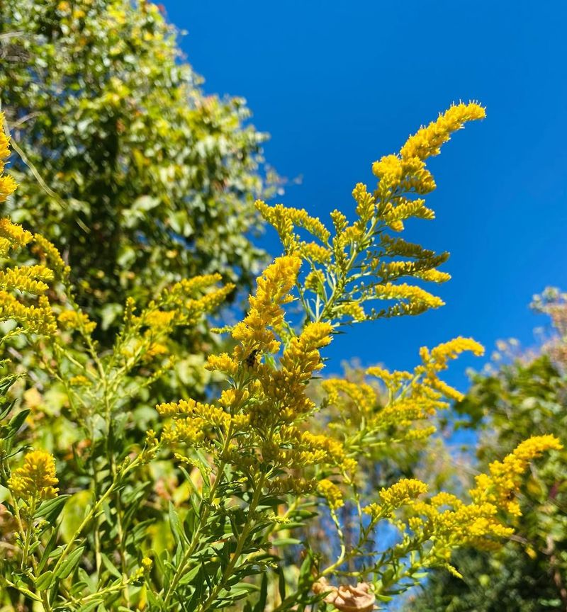 Goldenrod