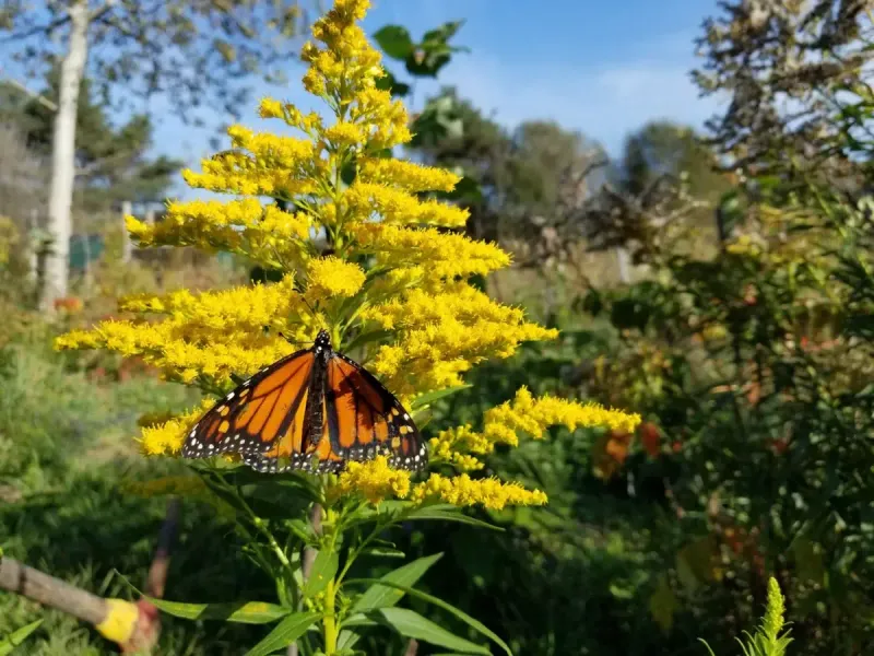 Goldenrod Grin