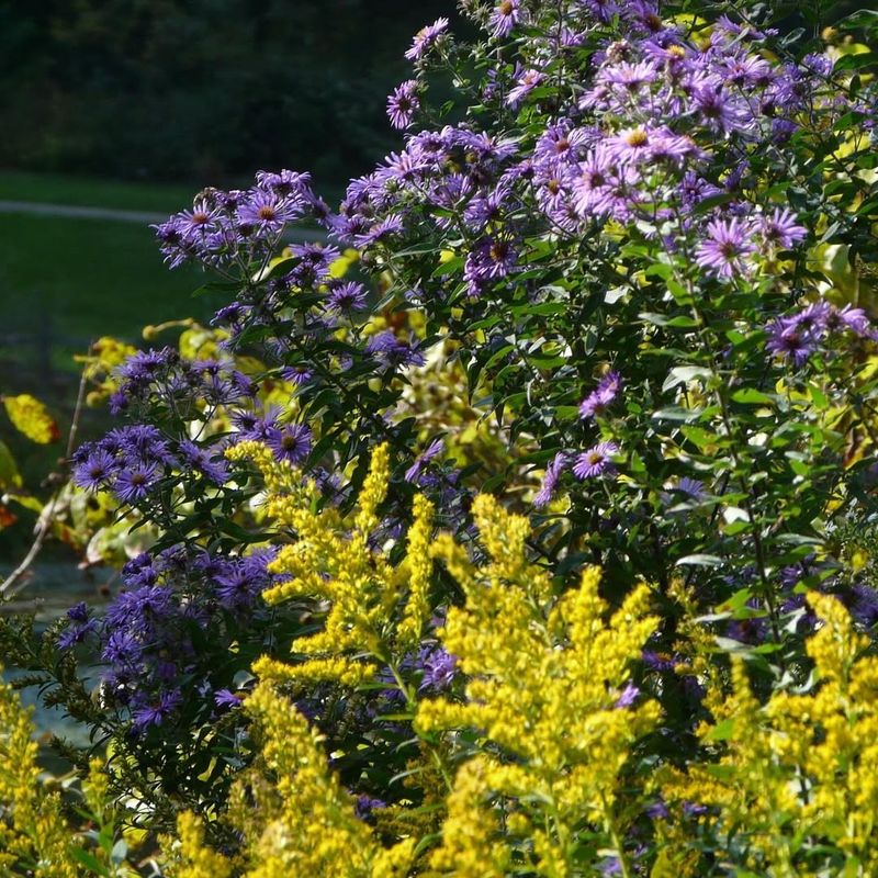 Goldenrod & Aster